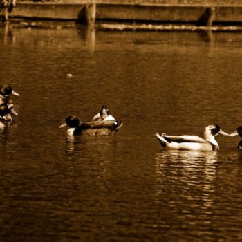 Photography titled "Les canards" by Denis Hirst, Original Artwork