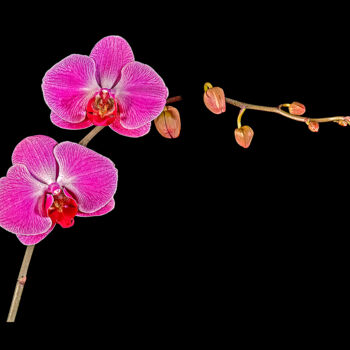 Photography titled "Orchids Pink 1" by Derek Harris, Original Artwork, Non Manipulated Photography