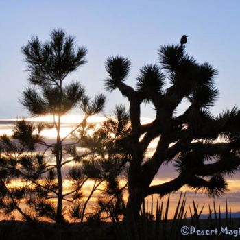 Photographie intitulée "Sunrise 2" par Desert Magic!, Œuvre d'art originale