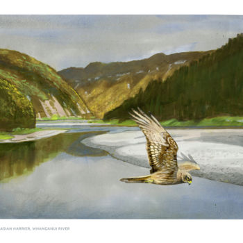 "Harrier, Whanganui…" başlıklı Tablo Desmond Bovey tarafından, Orijinal sanat, Suluboya