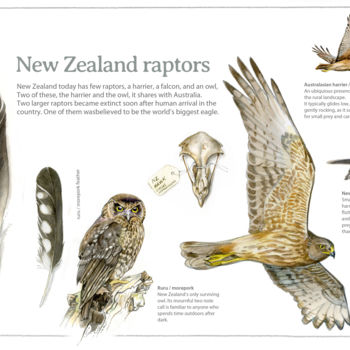 "New Zealand raptors" başlıklı Tablo Desmond Bovey tarafından, Orijinal sanat