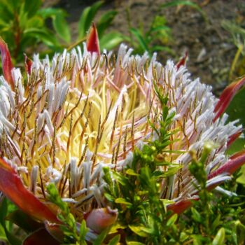 Photography titled "Protea - I" by Devonmeert, Original Artwork, Non Manipulated Photography
