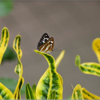 Fotografia intitolato "nature photography…" da Didier Bilon, Opera d'arte originale, Fotografia digitale Montato su Plexigla…