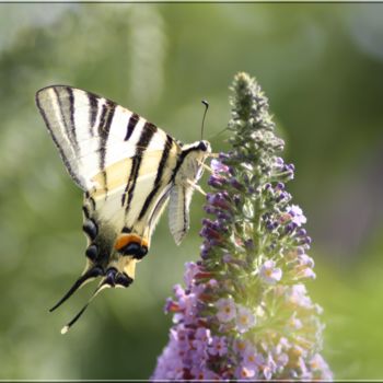 Fotografie getiteld "butterfly nature ph…" door Didier Bilon, Origineel Kunstwerk, Digitale fotografie Gemonteerd op Plexigl…