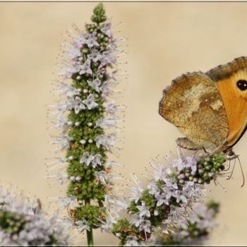 摄影 标题为“butterfly nature ph…” 由Didier Bilon, 原创艺术品, 数码摄影 安装在有机玻璃上