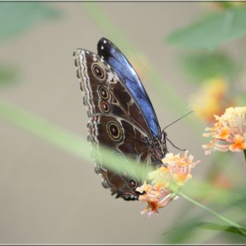 「butterfly nature ph…」というタイトルの写真撮影 Didier Bilonによって, オリジナルのアートワーク, デジタル プレキシガラスにマウント