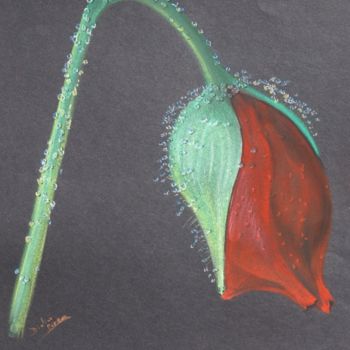 Drawing titled "Coquelicot en bouton" by Didier Piron, Original Artwork, Pastel