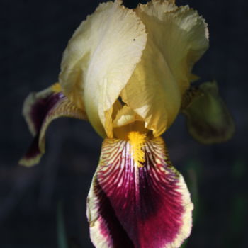 Fotografia intitulada "Iris jaune" por Didier Piron, Obras de arte originais