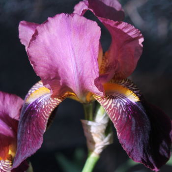 Fotografia zatytułowany „Iris mauve” autorstwa Didier Piron, Oryginalna praca
