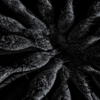 Photographie intitulée "Cereus hildmannianu…" par Didier Van Der Borght, Œuvre d'art originale, Photographie numérique