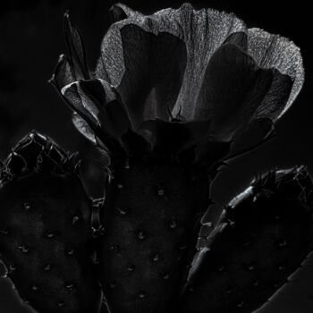 Photography titled "Opuntia humifusa" by Didier Van Der Borght, Original Artwork, Digital Photography