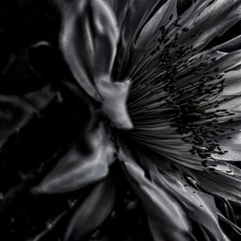 Photographie intitulée "Echinopsis chiloens…" par Didier Van Der Borght, Œuvre d'art originale, Photographie numérique