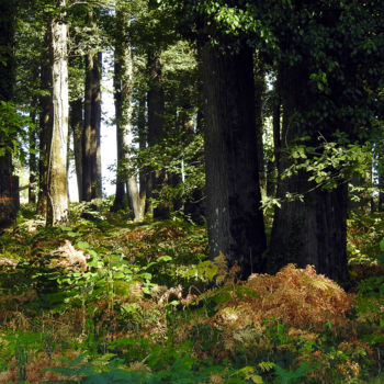Фотография под названием "Forêt primaire - II" - Didier Cayet, Подлинное произведение искусства