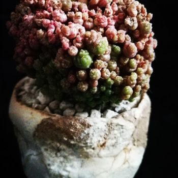 Fotografia intitolato "photo-cactuse.jpg" da Didier Moons, Opera d'arte originale