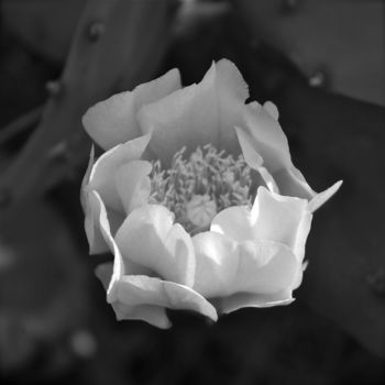 Fotografie getiteld "Opuntia ficus indica" door D. Oms, Origineel Kunstwerk, Digitale fotografie