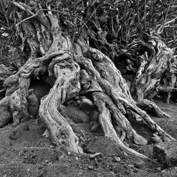 Photographie intitulée "Neirum oelander" par D. Oms, Œuvre d'art originale, Photographie numérique Monté sur Aluminium