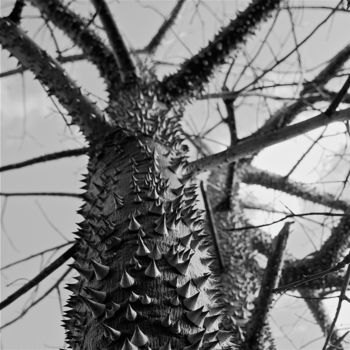 Fotografie mit dem Titel "Ceiba pentandra" von D. Oms, Original-Kunstwerk, Digitale Fotografie Auf Aluminium montiert