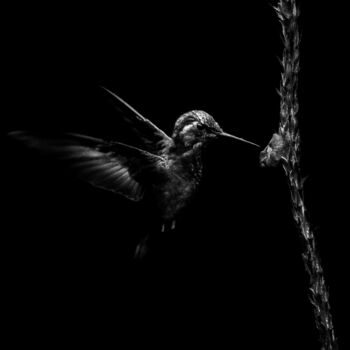 Fotografie mit dem Titel "Hummingbird" von Diego Stamato, Original-Kunstwerk, Manipulierte Fotografie