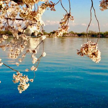 Fotografie getiteld "Cherry Blossoms.jpeg" door Dilian Deal, Origineel Kunstwerk