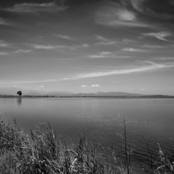 Fotografía titulada "Standing tree" por Dimitrios Paterakis, Obra de arte original, Fotografía digital