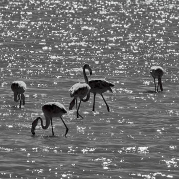 Fotografia intitolato "Flamingos under the…" da Dimitrios Paterakis, Opera d'arte originale, Fotografia digitale