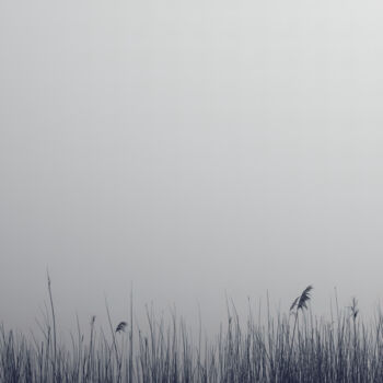 摄影 标题为“The reeds and the i…” 由Dimitrios Paterakis, 原创艺术品, 数码摄影