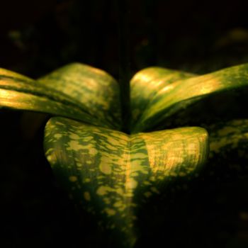 摄影 标题为“Leaves” 由Dinil Samarasinha, 原创艺术品, 数码摄影