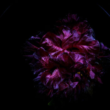 Fotografía titulada "Hibisceae Xi" por Dino Codevilla, Obra de arte original, Light Painting