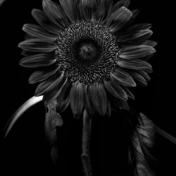Photography titled "Helianthus annuus V…" by Dino Codevilla, Original Artwork, Light Painting