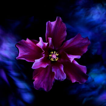 Фотография под названием "Hibisceae IIIv" - Dino Codevilla, Подлинное произведение искусства, Light Painting