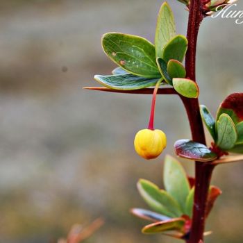 Photography titled "Flor unica" by Diogo Hungria, Original Artwork