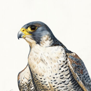 Painting titled "PEREGRINE FALCON" by Dmitrii Kastalskii, Original Artwork, Watercolor