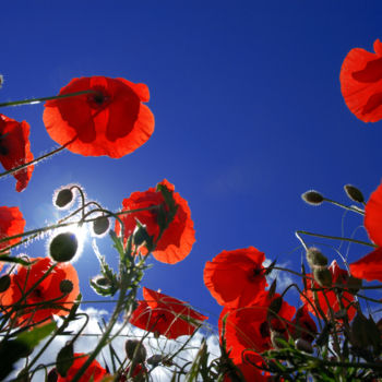 Photography titled "Coquelicot 2" by Dol, Original Artwork