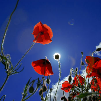 Photographie intitulée "Coquelicot 4" par Dol, Œuvre d'art originale