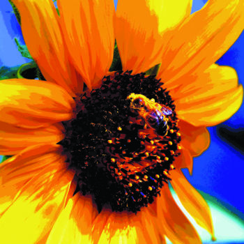 Photographie intitulée "bee sunflower" par Dol, Œuvre d'art originale