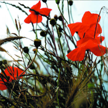 Photography titled "Coquelicot 6" by Dol, Original Artwork