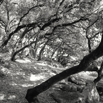 Photographie intitulée "Fôret de chênes ver…" par Dol, Œuvre d'art originale