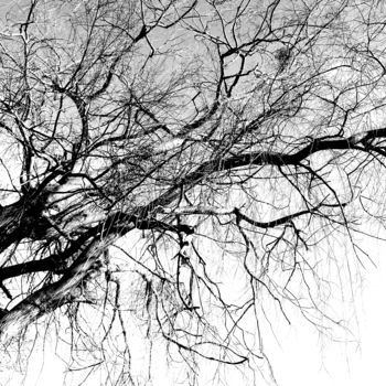 Photographie intitulée "tree" par Dol, Œuvre d'art originale