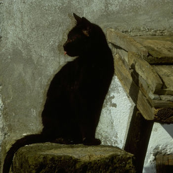 Fotografía titulada "Black Cat" por Dodi Ballada, Obra de arte original