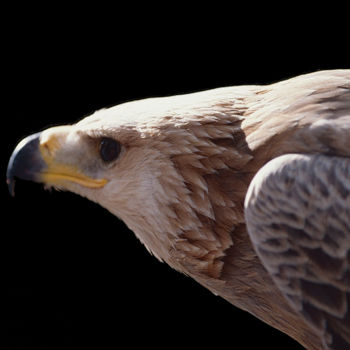 Photographie intitulée "Bird of prey" par Dodi Ballada, Œuvre d'art originale