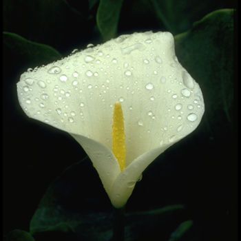 Fotografia intitolato "White Lily Flower" da Dodi Ballada, Opera d'arte originale