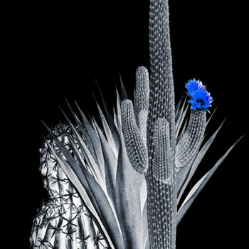 Digital Arts με τίτλο "Cactus" από Dodi Ballada, Αυθεντικά έργα τέχνης