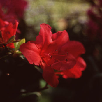 Fotografie mit dem Titel "Just Red Flowers" von Dodi Ballada, Original-Kunstwerk