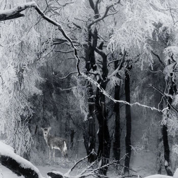 摄影 标题为“L'hiver vient” 由Dodi Ballada, 原创艺术品, 数码摄影