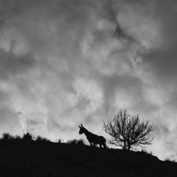 Fotografia zatytułowany „La fierezza dell'as…” autorstwa Domenico Guddo, Oryginalna praca