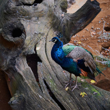 Photography titled "La Natura è di scena" by Domenico Guddo, Original Artwork