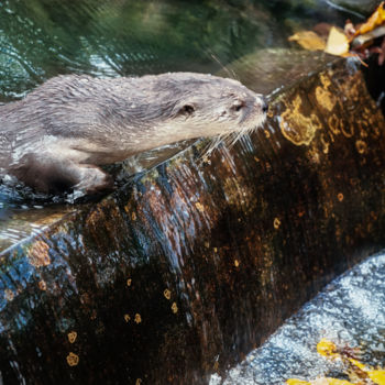 Fotografia intitolato "Lontra" da Domenico Guddo, Opera d'arte originale