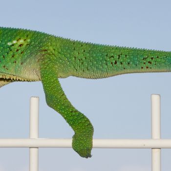 Fotografie getiteld "Caméléon sur le bon…" door Dominique Alquier, Origineel Kunstwerk