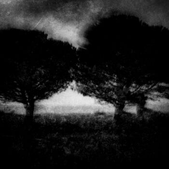 Photography titled "Arbres N/B" by Dominique Cahier, Original Artwork, Digital Photography