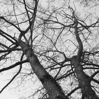 Photographie intitulée "8659 arbre" par Dominique Goujard, Œuvre d'art originale